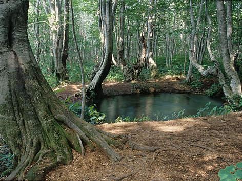Old-Growth Forest in Maramures, RO